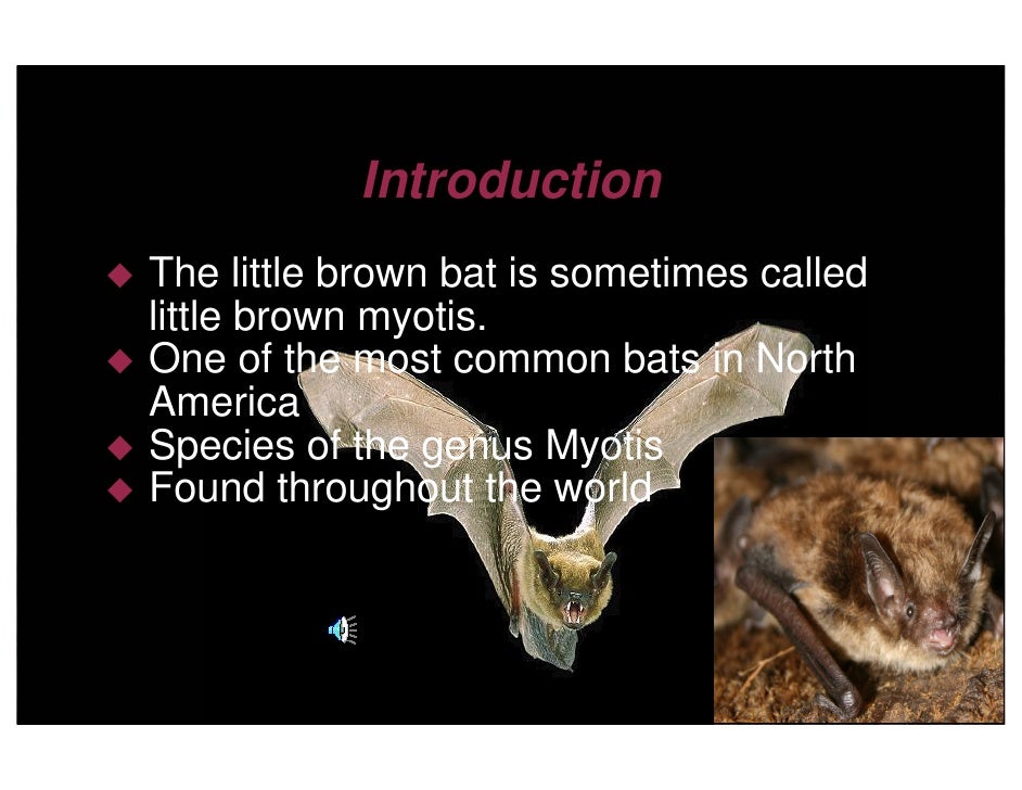 bats facts what do bats eat